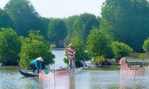 Hiệu quả Đăng nhập tài khoản thành viên LC88 cao từ trồng rừng kết hợp với nuôi tôm, cá