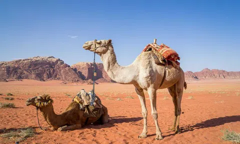 Jordan nới lỏng nhập cảnh cho công dân một số quốc gia để hỗ trợ nền Đăng nhập tài khoản thành viên LC88