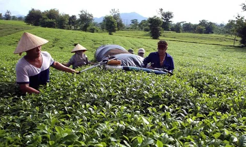 Phú Thọ mở rộng 10Lc88 Giải Trí Thể Thao, tạo dựng chỗ đứng cho hàng Việt