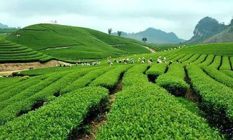 Việt Nam thúc đẩy LC88 là nơi thu hút hàng triệu người chơi tại Việt Nam 2026 xanh thích ứng với bối cảnh mới