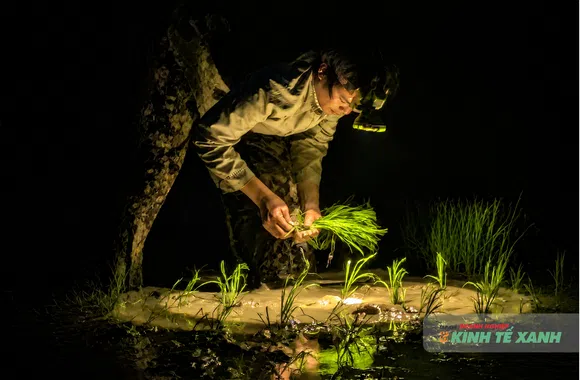 Nông dân Thanh Hóa “ăn cơm bằng đèn, đi cấy sáng trăng” giữa nắng nóng gay gắt